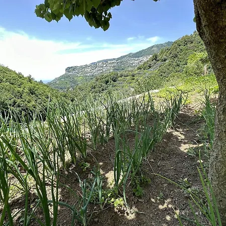 Apartment Casa Sangineto - - Costa Amalfitana- A Paradise In The Countryside Minori